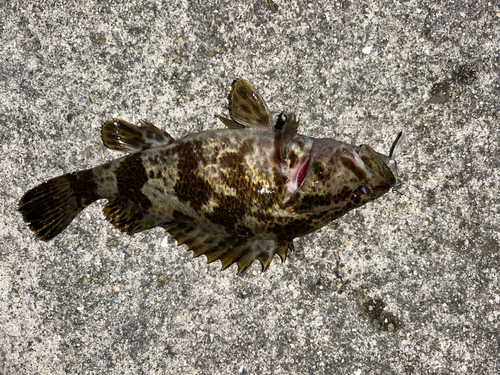 タケノコメバルの釣果