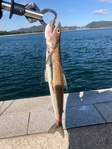 エソの釣果