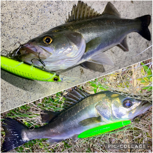 フッコ（マルスズキ）の釣果