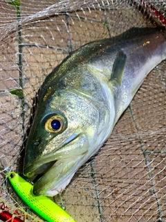 スズキの釣果