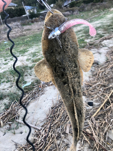 マゴチの釣果