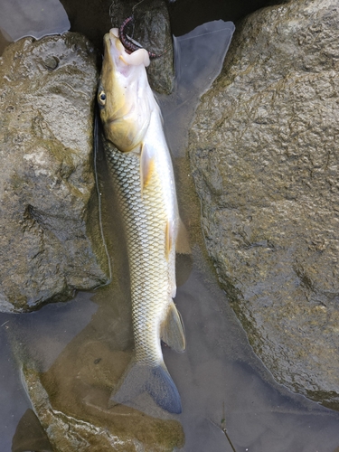 ニゴイの釣果