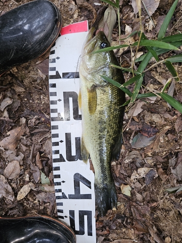 ブラックバスの釣果