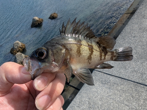 メバルの釣果