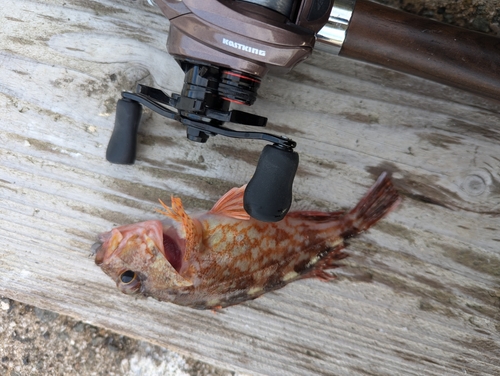 カサゴの釣果