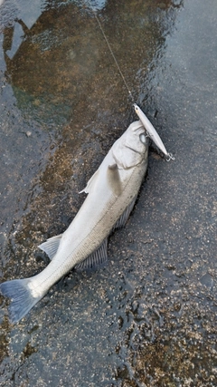 セイゴ（マルスズキ）の釣果