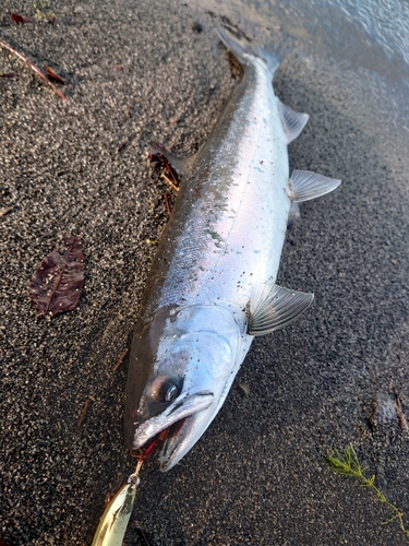 サクラマスの釣果