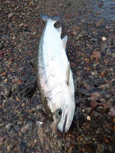 サクラマスの釣果