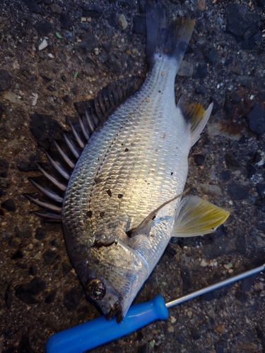 チヌの釣果