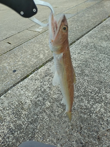 エソの釣果