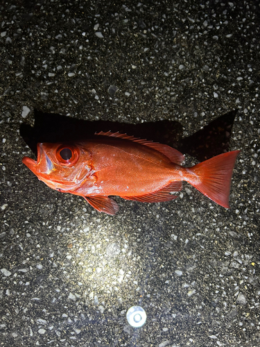 沖縄本島北部