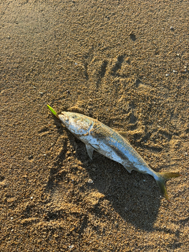 ワラサの釣果