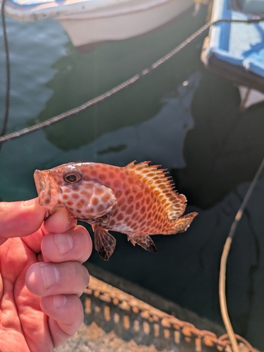 オオモンハタの釣果