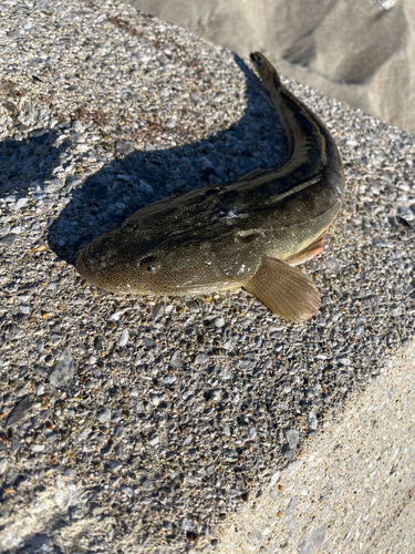 マゴチの釣果