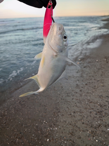 メッキの釣果