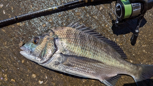 クロダイの釣果