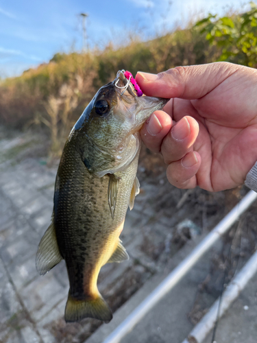 ラージマウスバスの釣果