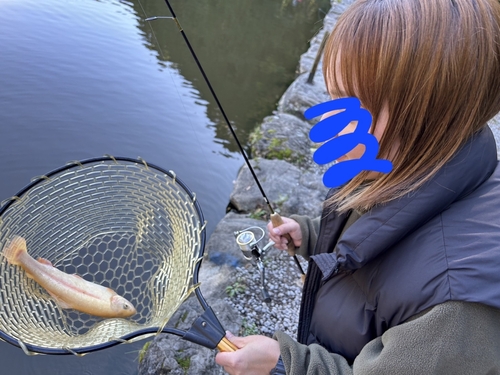 アルビノニジマスの釣果