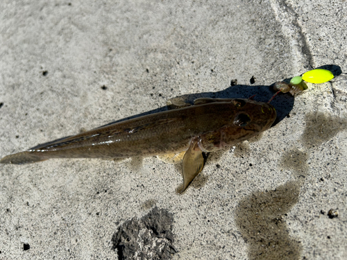 マハゼの釣果