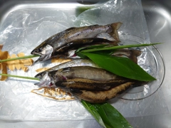 ヤマメの釣果