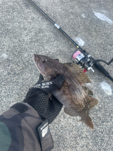 アイナメの釣果