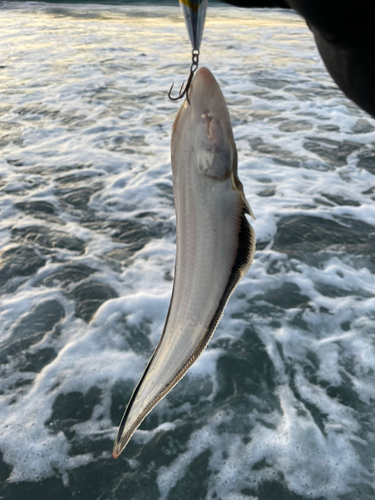 シタビラメの釣果