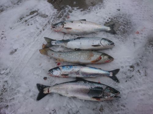 サクラマスの釣果