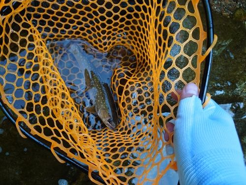 エゾイワナの釣果
