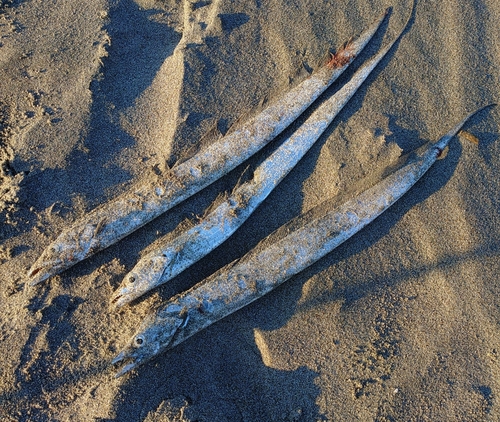 タチウオの釣果