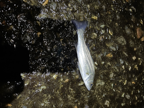 ハネ（マルスズキ）の釣果