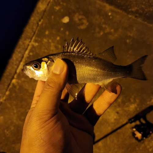 セイゴ（タイリクスズキ）の釣果