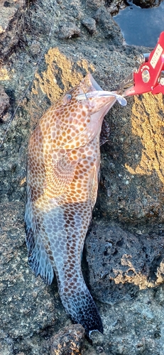 オオモンハタの釣果