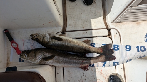 シーバスの釣果