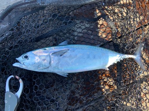 ヒラソウダの釣果