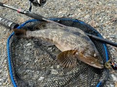 アイナメの釣果