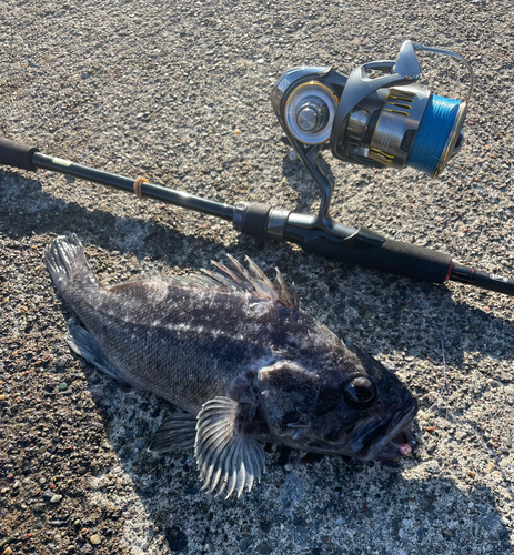 クロソイの釣果