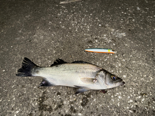 スズキの釣果