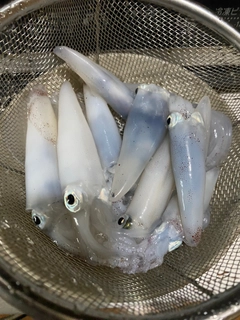 ヒイカの釣果