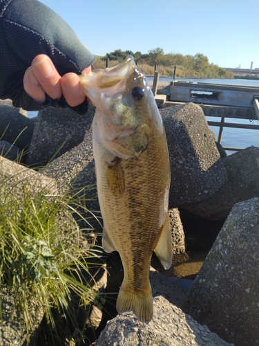 ラージマウスバスの釣果