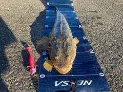 マゴチの釣果