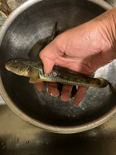 ハゼの釣果