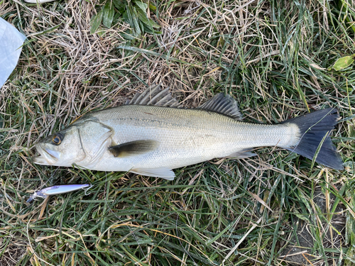 スズキの釣果