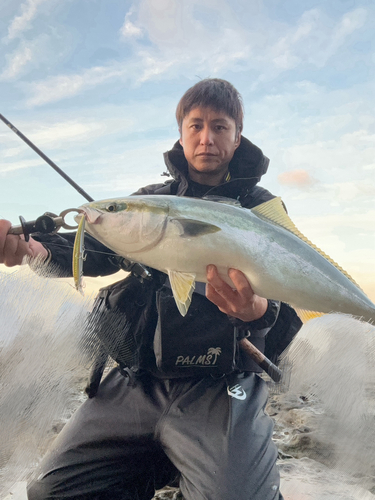 ブリの釣果