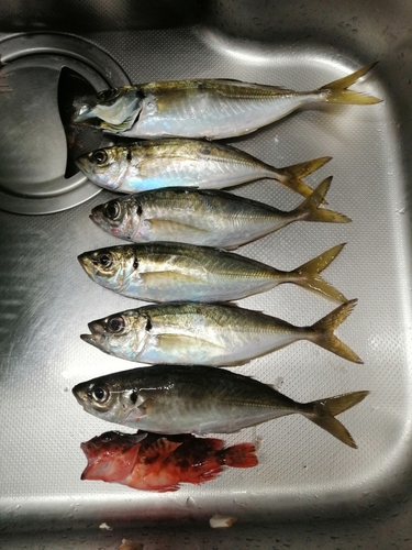 アジの釣果