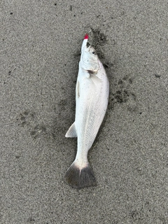 ニベの釣果