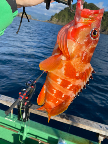 アカハタの釣果