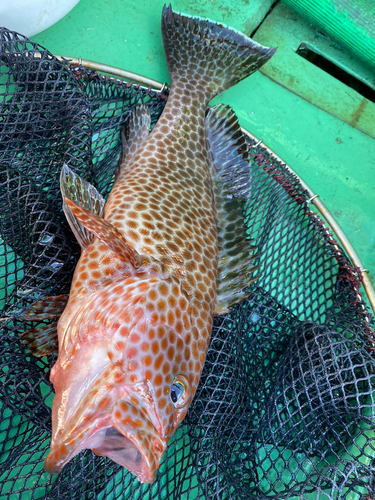 オオモンハタの釣果