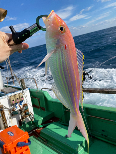 イトヨリダイの釣果