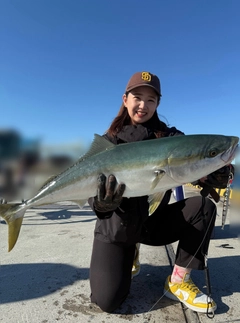 ブリの釣果