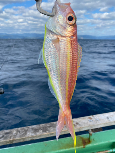 ソコイトヨリの釣果